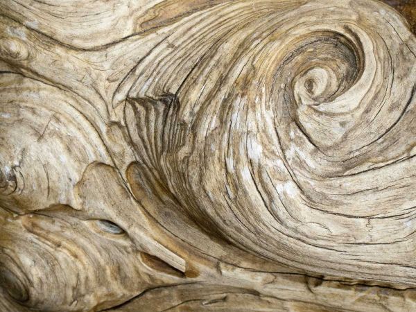 USA, Washington Close-up of swirled wood grain